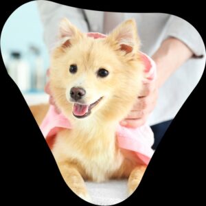DIY Pet Grooming: How To Keep Your Furry Friend Looking Great At Home